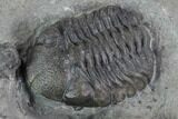 Eldredgeops Trilobite With Horn Coral & Brachiopod - New York #95943-2